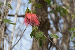 Calliandra houstoniana calothyrsus