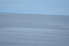 Mesoplodon grayi