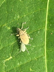 Eugnathus distinctus