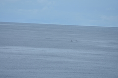 Mesoplodon grayi