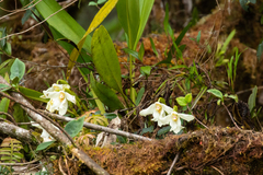 Maxillaria platypetala