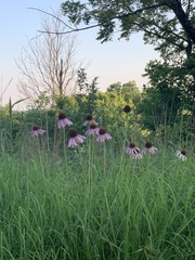 Echinacea atrorubens