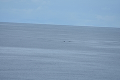 Mesoplodon grayi
