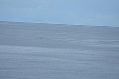 Mesoplodon grayi