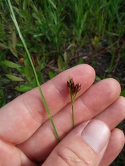 Rhynchospora baldwinii