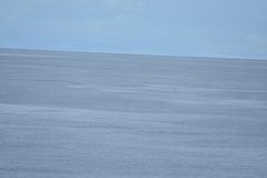 Mesoplodon grayi