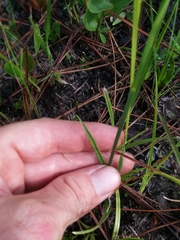 Rhynchospora baldwinii