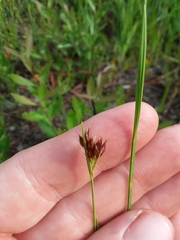 Rhynchospora baldwinii