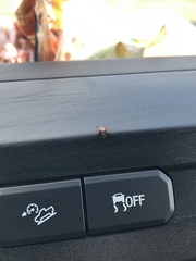 Dermacentor andersoni