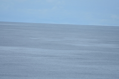 Mesoplodon grayi