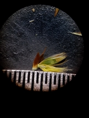 Rhynchospora baldwinii