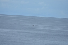 Mesoplodon grayi