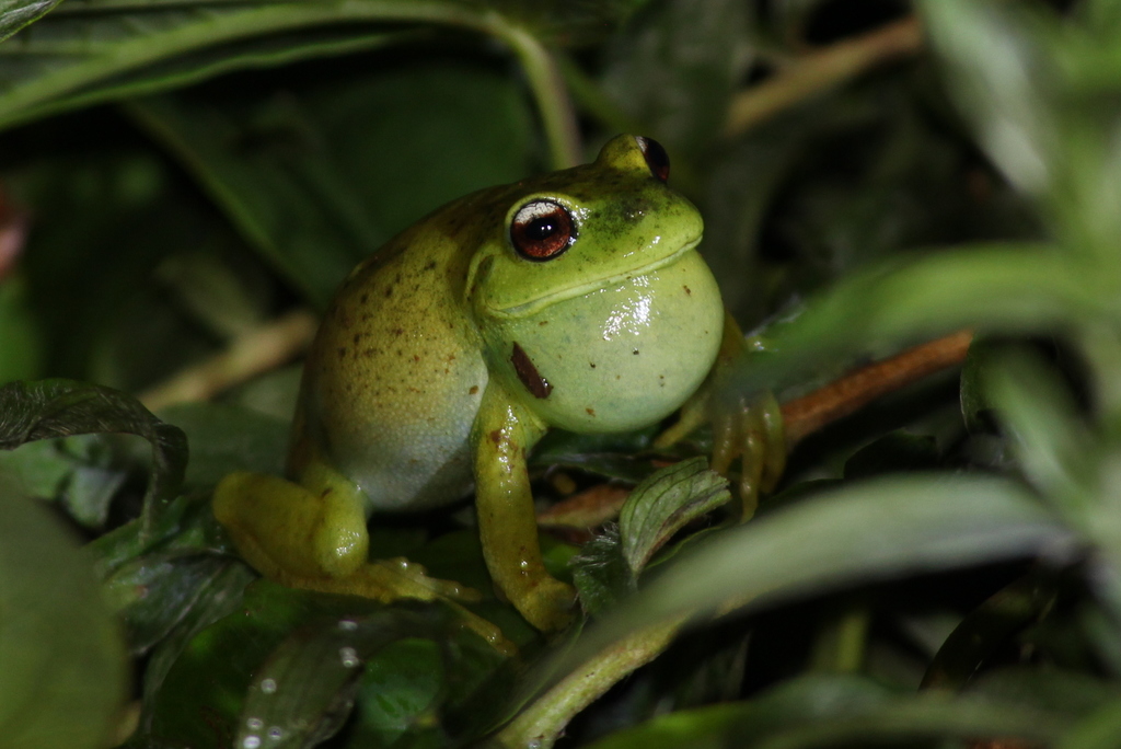 Canebrake Treefrog