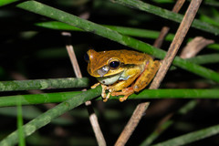 Boana bischoffi