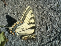 Papilio appalachiensis
