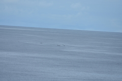 Mesoplodon grayi
