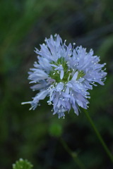 Gilia capitata capitata