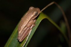 Boana leptolineata