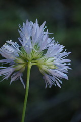 Gilia capitata capitata