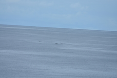 Mesoplodon grayi