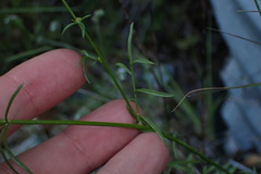 Gilia capitata capitata