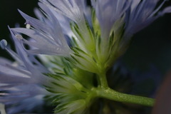 Gilia capitata capitata