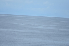 Mesoplodon grayi