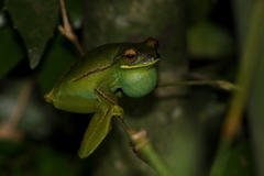 Boana marginata