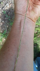 Sporobolus compositus