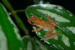 Dendropsophus berthalutzae