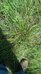 Sporobolus compositus