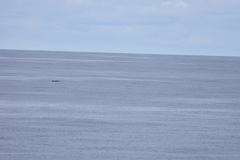 Mesoplodon grayi
