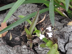 Ionopsis utricularioides