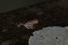 Dendropsophus nanus