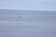 Mesoplodon grayi