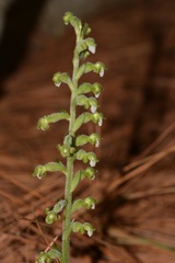 Sarcoglottis schaffneri