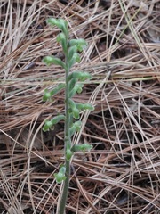 Sarcoglottis schaffneri