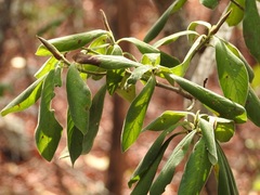 Psychotria erythrocarpa