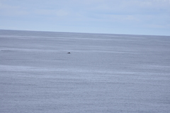 Mesoplodon grayi