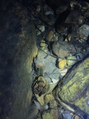 Cambarus fasciatus