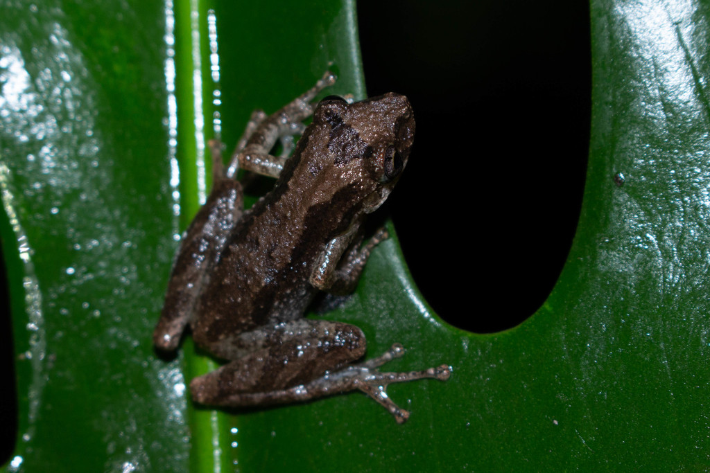 Dwarf Snouted Treefrog