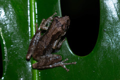 Scinax berthae