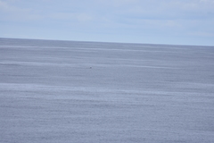 Mesoplodon grayi
