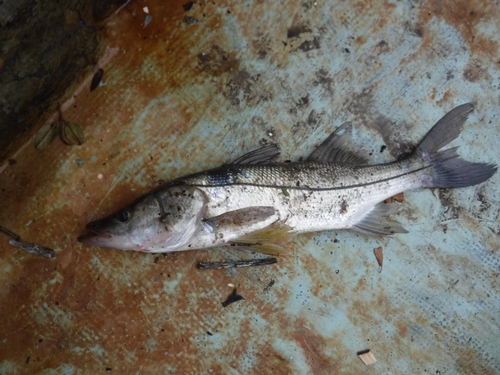 White snook (Centropomus viridis) — Centropomidae — 2