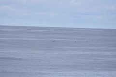 Mesoplodon grayi