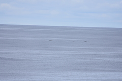 Mesoplodon grayi