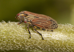 Aetalion reticulatum