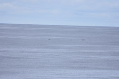 Mesoplodon grayi