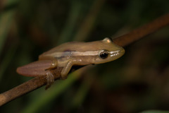 Scinax squalirostris