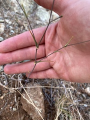 Streptanthus glandulosus niger